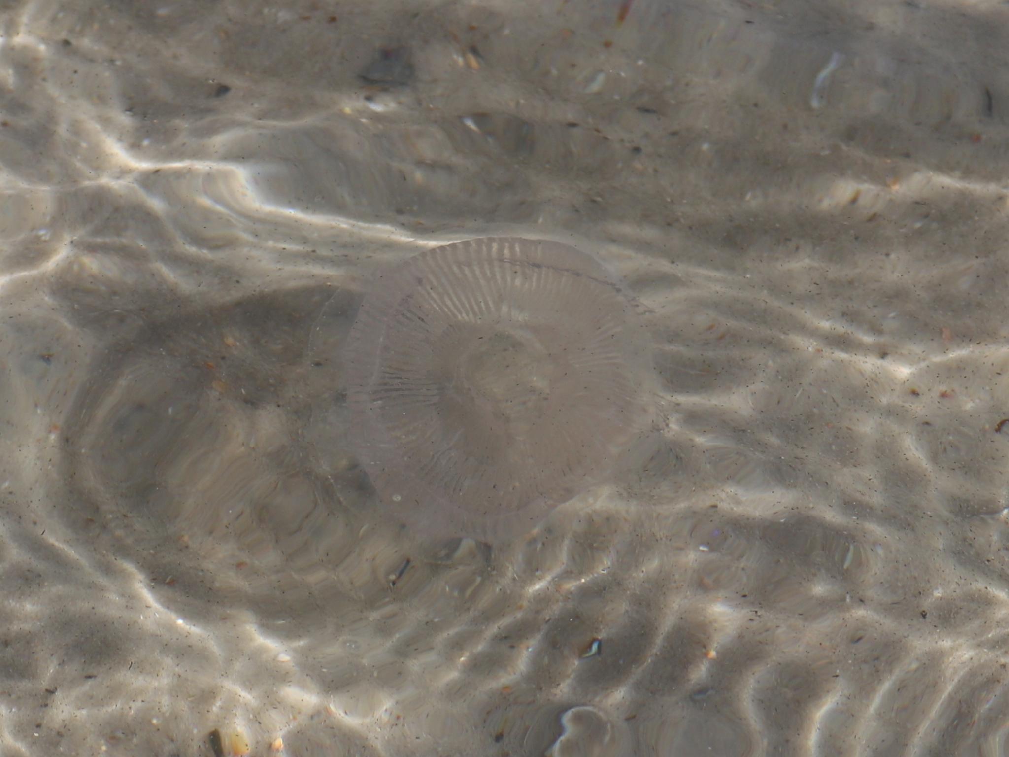 Rhacostoma atlanticum L.Agassiz, 1851