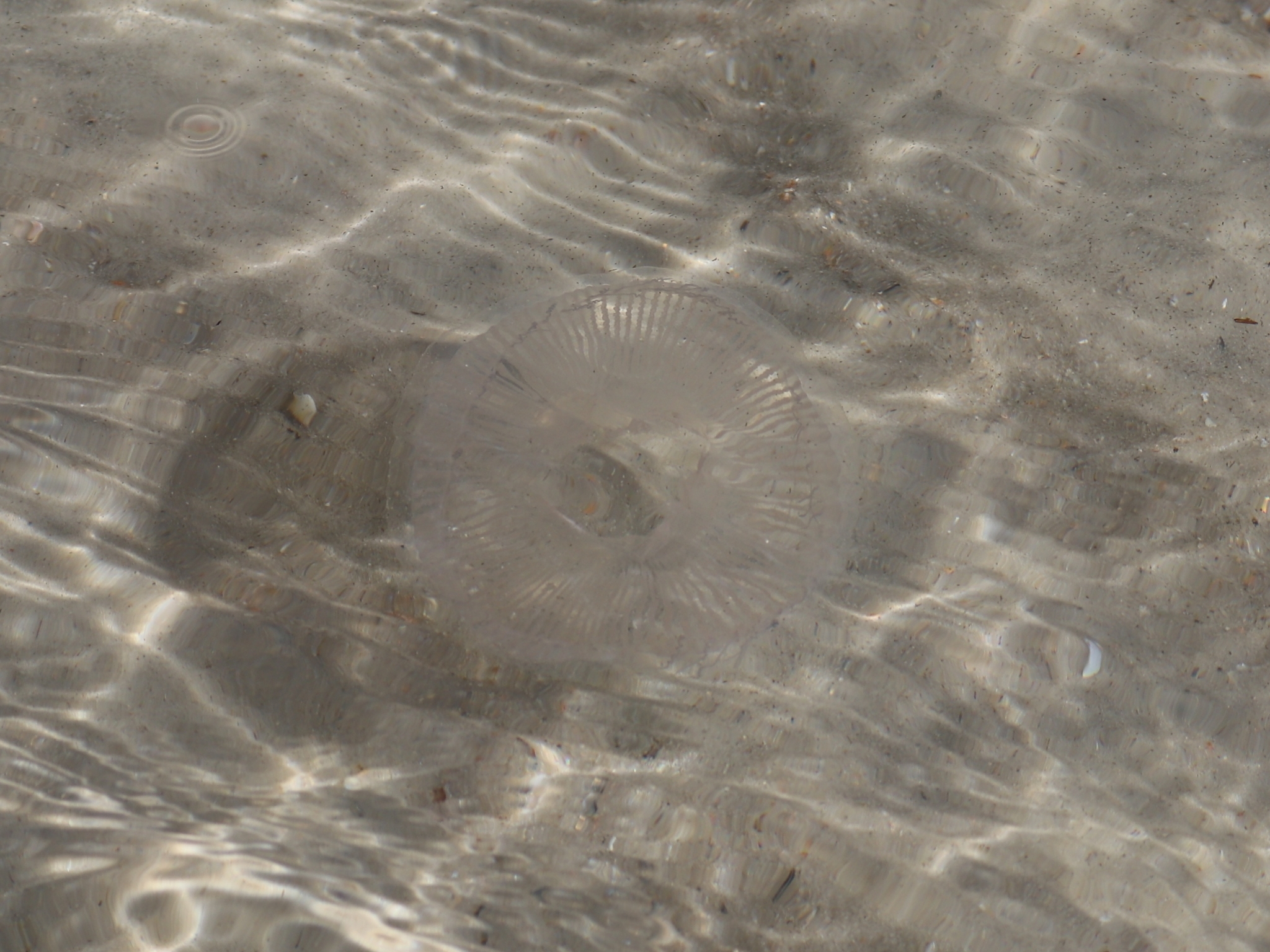 Rhacostoma atlanticum L.Agassiz, 1851