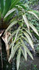 Tillandsia pamelae