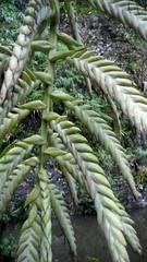 Tillandsia pamelae