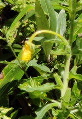 Image of Oenothera biennis