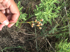 Fimbristylis caroliniana