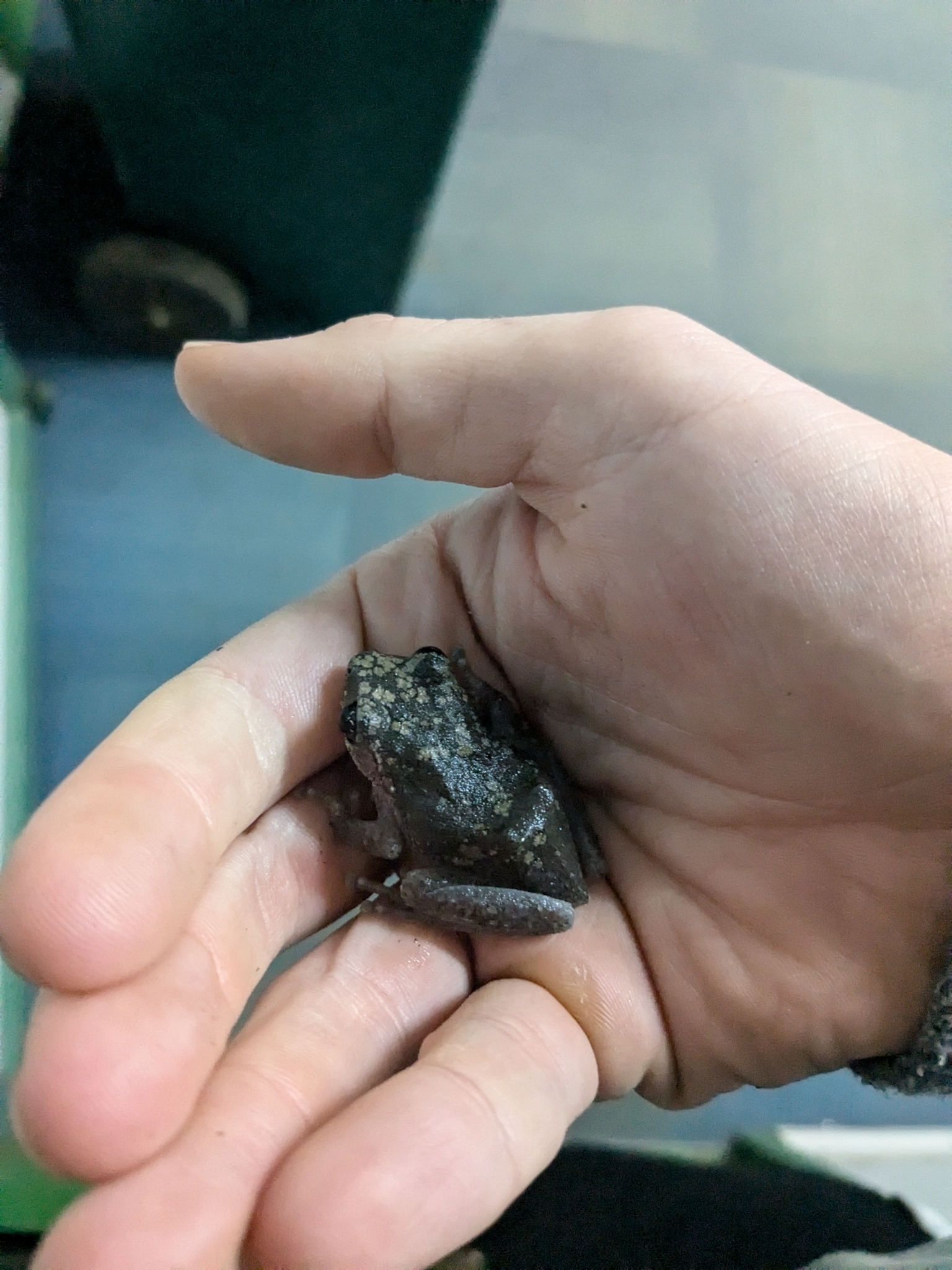 Cross-Backed Nilgiri Bush Frog
