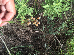 Fimbristylis caroliniana