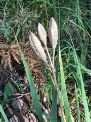 Iris missouriensis