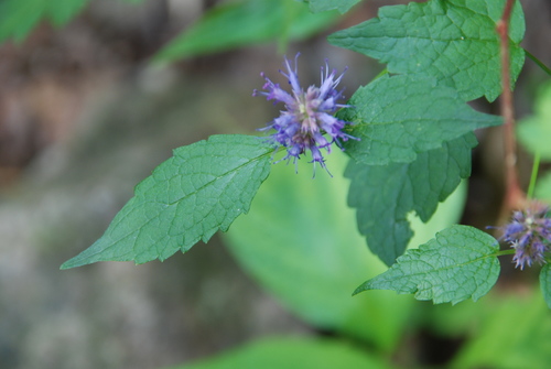 Agastache rugueuse