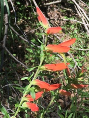 Castilleja patriotica