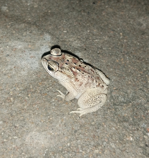 Indian Common True Toad