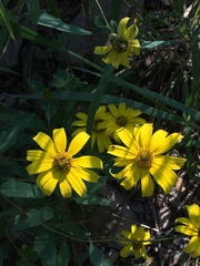 Heliopsis parvifolia