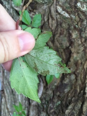 Phyllocnistis ampelopsiella