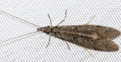 Triplectidinae