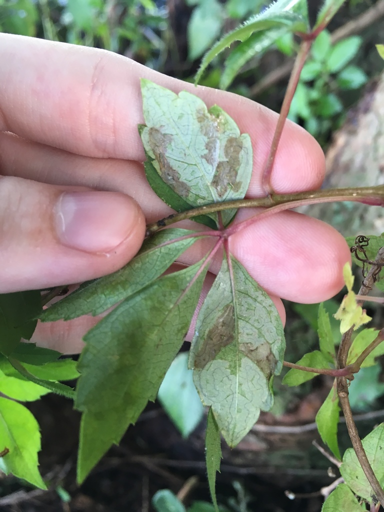 Phyllocnistis ampelopsiella