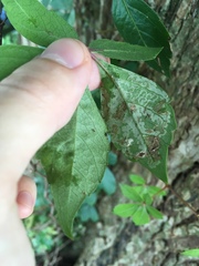 Phyllocnistis ampelopsiella