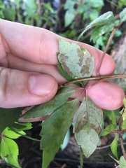 Phyllocnistis ampelopsiella