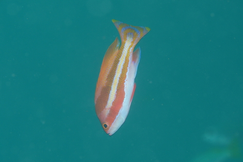 Pseudanthias townsendi observed 2025-04-28