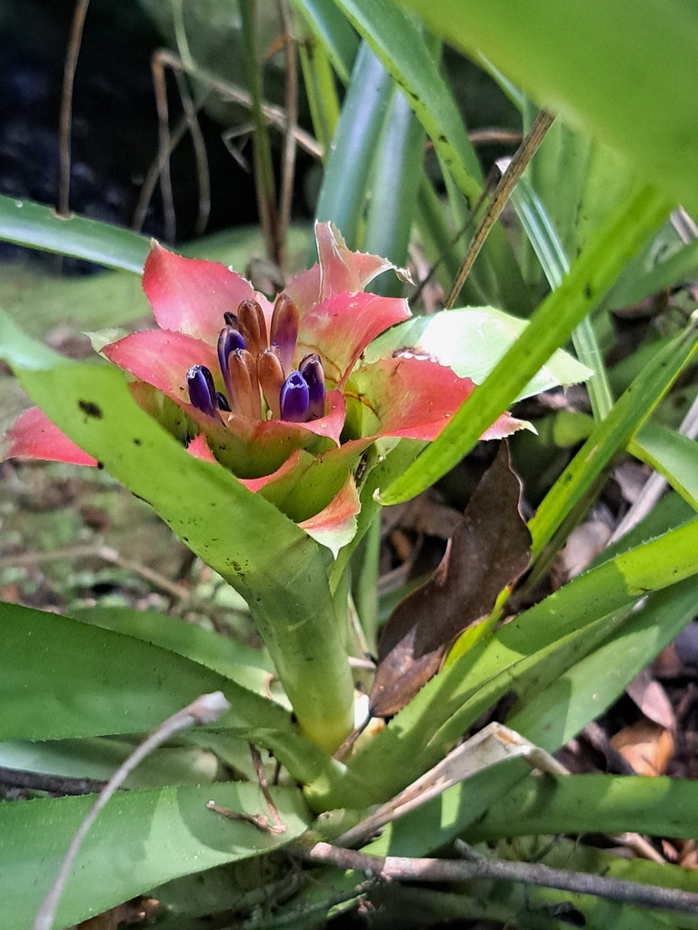 Nidularium antoineanum