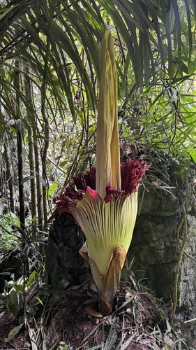 Amorphophallus titanum
