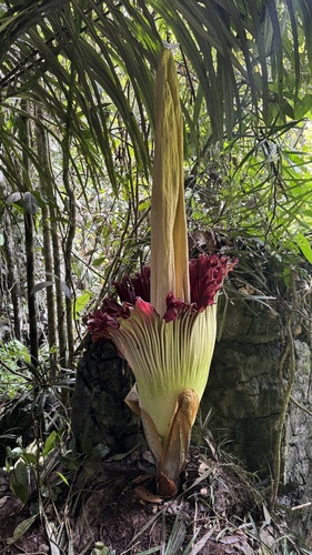 Amorphophallus titanum