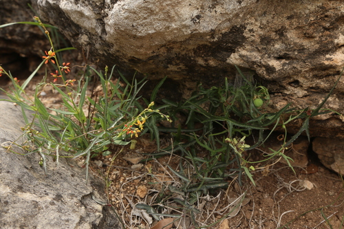 Image of Narrowleaf Goldshower (Galphimia angustifolia) by (c) Reid Hardin, some rights reserved (CC BY)