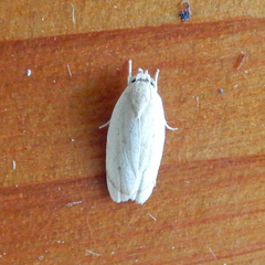 Antaeotricha haesitans