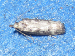 Dichomeris inversella