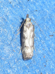 Dichomeris inversella