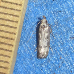 Dichomeris inversella