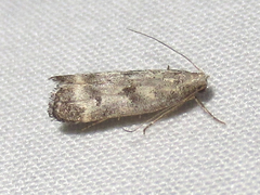 Dichomeris inversella