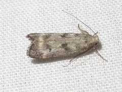 Dichomeris inversella