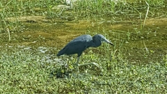 Egretta caerulea