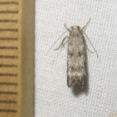 Dichomeris inversella