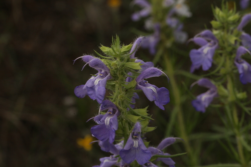 Image of Salvia engelmannii by (c) Reid Hardin, some rights reserved (CC BY)