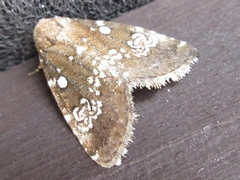 Dysmilichia gemella