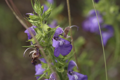 Image of Salvia engelmannii by (c) Reid Hardin, some rights reserved (CC BY)