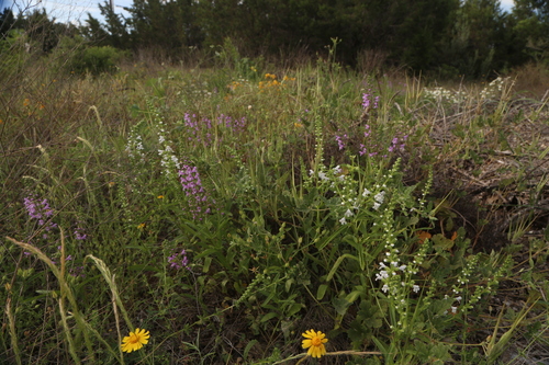 Image of Warnockia scutellarioides by (c) Reid Hardin, some rights reserved (CC BY)