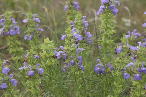 Image of Salvia engelmannii by (c) Reid Hardin, some rights reserved (CC BY)