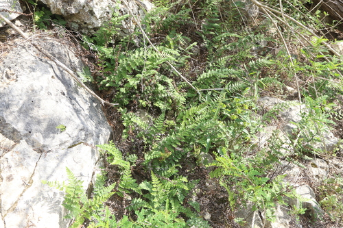 Image of Myriopteris alabamensis by (c) Reid Hardin, some rights reserved (CC BY)