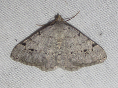 Digrammia pallidata