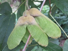 Acer triflorum