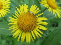 Inula