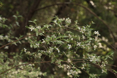 Mock orange (Philadelphus)