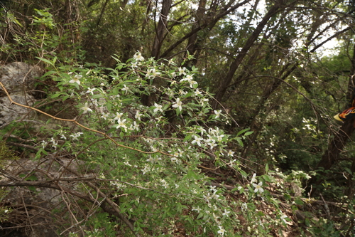 Image of Philadelphus texensis by (c) Reid Hardin, some rights reserved (CC BY)