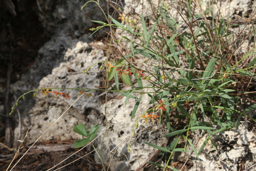 Image of Galphimia angustifolia by (c) Reid Hardin, some rights reserved (CC BY)