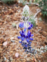 Lupinus ermineus