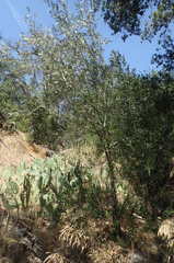 Olea europaea europaea