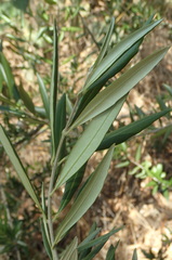 Olea europaea europaea