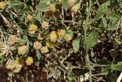 Perityle congesta