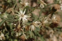 Perityle congesta
