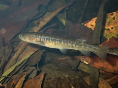 Mountain Galaxias photo 2
