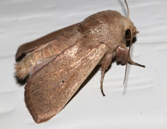 Leucania abdominalis